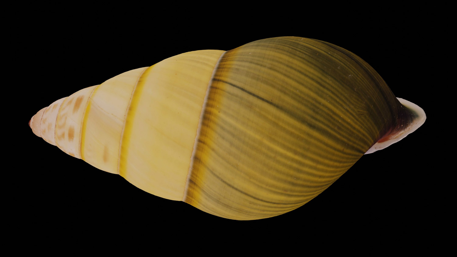 Amphidromus severnsi